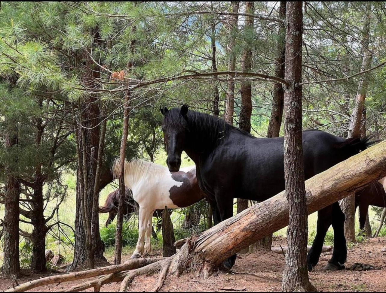 Emerald Woods Pigeon Forge Dış mekan fotoğraf